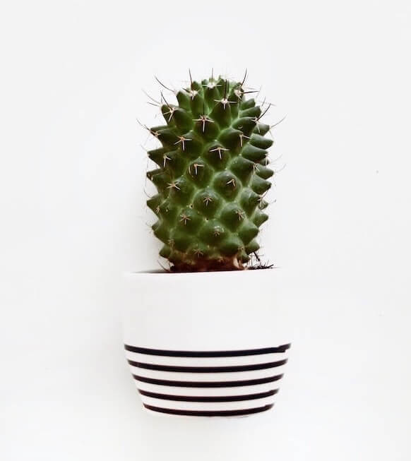 bootstrap product card oval design