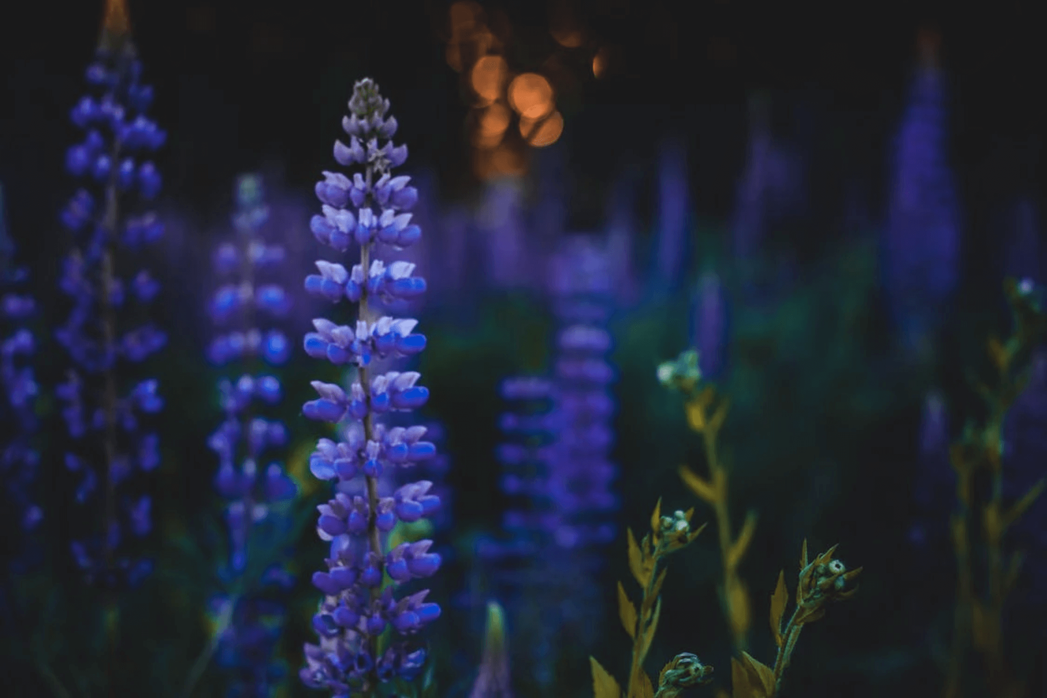 full width bootstrap carousel caption center